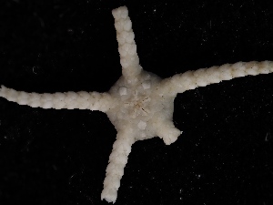  ( - JR18003_34.46)  @11 [ ] CreativeCommons - Attribution Share-Alike (2021) Chester Sands British Antarctic Survey