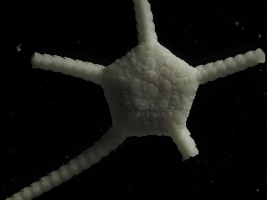  ( - JR19002_569.6)  @11 [ ] by-nc-sa (2023) Chester Sands British Antarctic Survey