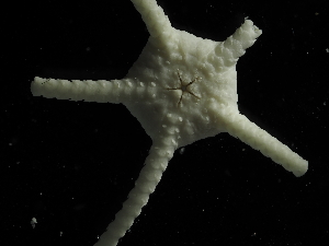  ( - JR19002_569.6)  @11 [ ] by-nc-sa (2023) Chester Sands British Antarctic Survey