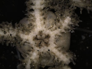  ( - PS77_208-5.19)  @13 [ ] CreativeCommons - Attribution Non-Commercial Share-Alike (2011) Chester Sands British Antarctic Survey
