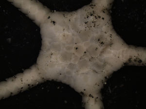  ( - PS77_208-5.1)  @13 [ ] CreativeCommons - Attribution Non-Commercial Share-Alike (2011) Chester Sands British Antarctic Survey