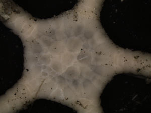  (Ophiozonella falklandica - PS77_208-5.2)  @13 [ ] CreativeCommons - Attribution Non-Commercial Share-Alike (2011) Chester Sands British Antarctic Survey