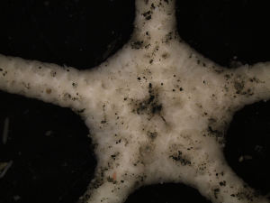  ( - PS77_208-5.2)  @12 [ ] CreativeCommons - Attribution Non-Commercial Share-Alike (2011) Chester Sands British Antarctic Survey