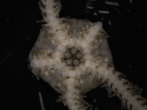  ( - PS77_218-3.6)  @13 [ ] CreativeCommons - Attribution Non-Commercial Share-Alike (2011) Chester Sands British Antarctic Survey