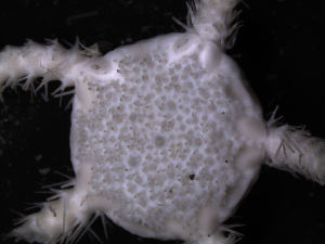  ( - PS77_233-3.4)  @12 [ ] CreativeCommons - Attribution Non-Commercial Share-Alike (2011) Chester Sands British Antarctic Survey