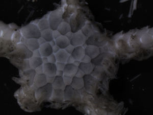  ( - PS77_260-6.10)  @12 [ ] CreativeCommons - Attribution Non-Commercial Share-Alike (2011) Chester Sands British Antarctic Survey