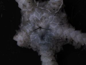  ( - PS77_260-6.10)  @12 [ ] CreativeCommons - Attribution Non-Commercial Share-Alike (2011) Chester Sands British Antarctic Survey