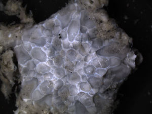  ( - PS77_265-2.81)  @12 [ ] CreativeCommons - Attribution Non-Commercial Share-Alike (2011) Chester Sands British Antarctic Survey