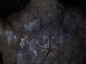  ( - PS77_275-3.4)  @12 [ ] CreativeCommons - Attribution Non-Commercial Share-Alike (2011) Chester Sands British Antarctic Survey