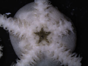  ( - PS77_280-2.24)  @12 [ ] CreativeCommons - Attribution Non-Commercial Share-Alike (2011) Chester Sands British Antarctic Survey
