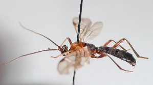  (Aleiodes esenbeckii - NK1487)  @11 [ ] Copyright (2022) Alexander Ageev All-Russian Research Institute for Silviculture and Mechanization of Forestry