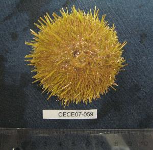  ( - CECE07-059)  @12 [ ] CreativeCommons - Attribution (2010) CBG Photography Group Centre for Biodiversity Genomics