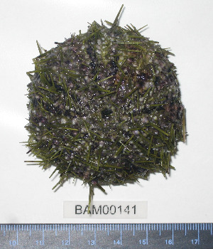  ( - BAM00141)  @12 [ ] CreativeCommons - Attribution (2010) CBG Photography Group Centre for Biodiversity Genomics