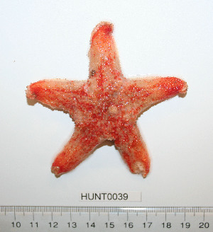  (Pteraster militaris - HUNT0039)  @14 [ ] CreativeCommons - Attribution (2010) CBG Photography Group Centre for Biodiversity Genomics