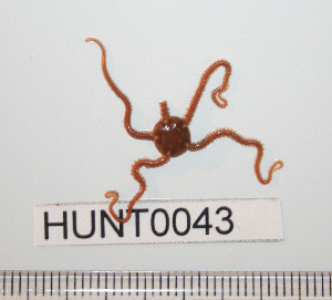  ( - HUNT0043)  @13 [ ] CreativeCommons - Attribution (2010) CBG Photography Group Centre for Biodiversity Genomics