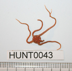  ( - HUNT0043)  @13 [ ] CreativeCommons - Attribution (2010) CBG Photography Group Centre for Biodiversity Genomics
