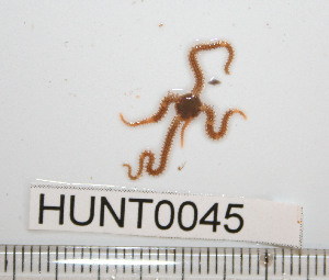  ( - HUNT0045)  @13 [ ] CreativeCommons - Attribution (2010) CBG Photography Group Centre for Biodiversity Genomics