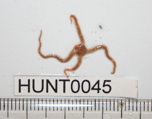  ( - HUNT0045)  @13 [ ] CreativeCommons - Attribution (2010) CBG Photography Group Centre for Biodiversity Genomics