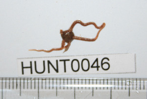  ( - HUNT0046)  @12 [ ] CreativeCommons - Attribution (2010) CBG Photography Group Centre for Biodiversity Genomics
