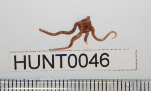  ( - HUNT0046)  @13 [ ] CreativeCommons - Attribution (2010) CBG Photography Group Centre for Biodiversity Genomics