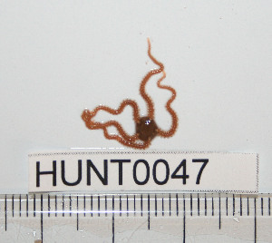  ( - HUNT0047)  @13 [ ] CreativeCommons - Attribution (2010) CBG Photography Group Centre for Biodiversity Genomics