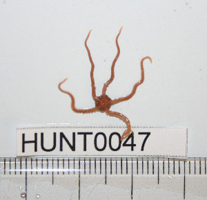  ( - HUNT0047)  @13 [ ] CreativeCommons - Attribution (2010) CBG Photography Group Centre for Biodiversity Genomics