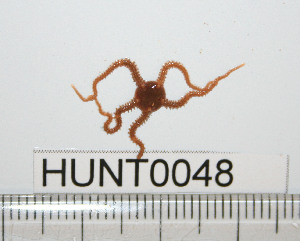  ( - HUNT0048)  @12 [ ] CreativeCommons - Attribution (2010) CBG Photography Group Centre for Biodiversity Genomics
