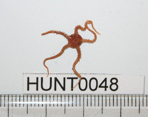  ( - HUNT0048)  @13 [ ] CreativeCommons - Attribution (2010) CBG Photography Group Centre for Biodiversity Genomics
