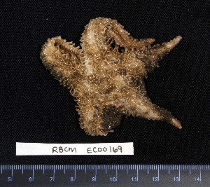 ( - RBCM EC00169)  @13 [ ] CreativeCommons - Attribution (2010) CBG Photography Group Centre for Biodiversity Genomics
