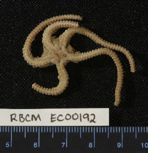  ( - RBCM EC00192)  @11 [ ] CreativeCommons - Attribution (2010) CBG Photography Group Centre for Biodiversity Genomics