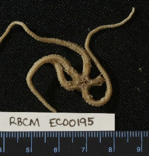  ( - RBCM EC00195)  @11 [ ] CreativeCommons - Attribution (2010) CBG Photography Group Centre for Biodiversity Genomics