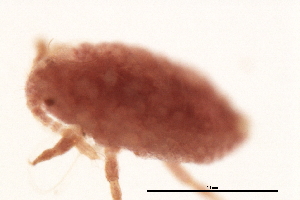  (Spilococcus - k20070217-3-6)  @12 [ ] CreativeCommons - Attribution (2010) CBG Photography Group Centre for Biodiversity Genomics