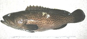  (Epinephelus andersoni - Smith 166.34 #5)  @13 [ ] CreativeCommons - Attribution Non-Commercial Share-Alike (2011) Allan D. Connell Research Collection of Allan Connell