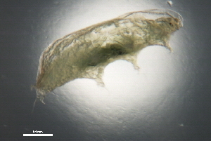  ( - Aa1 770 e5)  @11 [ ] CreativeCommons - Attribution (2012) CBG Photography Group Centre for Biodiversity Genomics