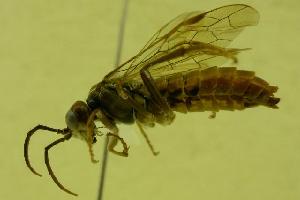  ( - HYM00000015)  @13 [ ] CreativeCommons - Attribution (2010) CBG Photography Group Centre for Biodiversity Genomics