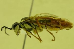  ( - HYM00000021)  @13 [ ] CreativeCommons - Attribution (2010) CBG Photography Group Centre for Biodiversity Genomics