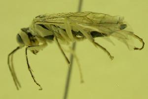  ( - HYM00000027)  @13 [ ] CreativeCommons - Attribution (2010) CBG Photography Group Centre for Biodiversity Genomics