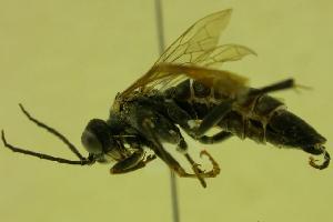  ( - HYM00000042)  @13 [ ] CreativeCommons - Attribution (2010) CBG Photography Group Centre for Biodiversity Genomics