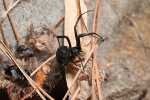  (Latrodectinae - TOL_BGEG_128_A07)  @11 [ ] Copyright © (2025) Eleftherios Katsillis Unspecified