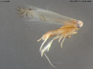  (Leucoptera andalusica - BGPT_002_B09)  @11 [ ] Creative Commons Attribution NonCommercial ShareAlike (2025) (2025) Research Center in Biodiversity and Genetic Resources Research Center in Biodiversity and Genetic Resources