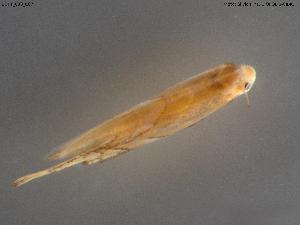  ( - BGPT_003_C07)  @11 [ ] Creative Commons Attribution NonCommercial ShareAlike (2025) (2025) Research Center in Biodiversity and Genetic Resources Research Center in Biodiversity and Genetic Resources