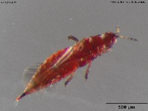  ( - BGPT_006_F06)  @11 [ ] Creative Commons Attribution NonCommercial ShareAlike (2025) (2025) Research Center in Biodiversity and Genetic Resources Research Center in Biodiversity and Genetic Resources