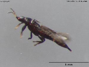  ( - BGPT_006_A07)  @11 [ ] Creative Commons Attribution NonCommercial ShareAlike (2025) (2025) Research Center in Biodiversity and Genetic Resources Research Center in Biodiversity and Genetic Resources