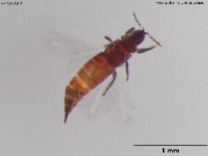  ( - BGPT_010_D04)  @11 [ ] Creative Commons Attribution NonCommercial ShareAlike (2025) (2025) Research Center in Biodiversity and Genetic Resources Research Center in Biodiversity and Genetic Resources