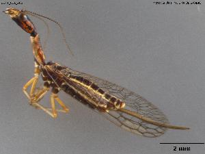  ( - BGPT_011_A05)  @11 [ ] Creative Commons Attribution NonCommercial ShareAlike (2025) (2025) Research Center in Biodiversity and Genetic Resources Research Center in Biodiversity and Genetic Resources