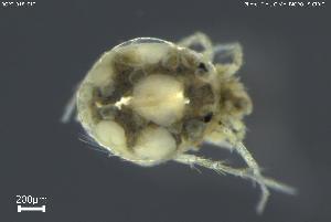  ( - BGPT_018_E12)  @11 [ ] Creative Commons Attribution NonCommercial ShareAlike (2025) (2025) Research Center in Biodiversity and Genetic Resources Research Center in Biodiversity and Genetic Resources