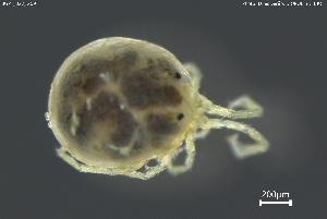  (Atractides cultellatus - BGPT_022_G09)  @11 [ ] Creative Commons Attribution NonCommercial ShareAlike (2025) (2025) Research Center in Biodiversity and Genetic Resources Research Center in Biodiversity and Genetic Resources