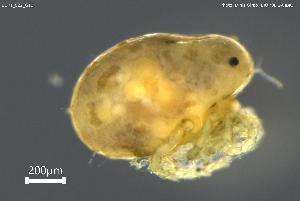  ( - BGPT_022_G11)  @11 [ ] Creative Commons Attribution NonCommercial ShareAlike (2025) (2025) Research Center in Biodiversity and Genetic Resources Research Center in Biodiversity and Genetic Resources