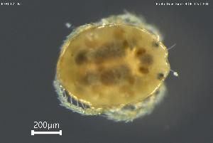  ( - BGPT_022_B11)  @11 [ ] Creative Commons Attribution NonCommercial ShareAlike (2025) (2025) Research Center in Biodiversity and Genetic Resources Research Center in Biodiversity and Genetic Resources