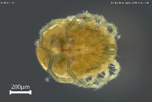  ( - BGPT_022_B11)  @11 [ ] Creative Commons Attribution NonCommercial ShareAlike (2025) (2025) Research Center in Biodiversity and Genetic Resources Research Center in Biodiversity and Genetic Resources